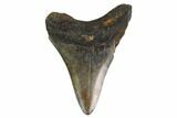 Fossil Megalodon Tooth - South Carolina #130087-1
